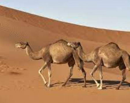 تفسير حلم الجمل في المنزل